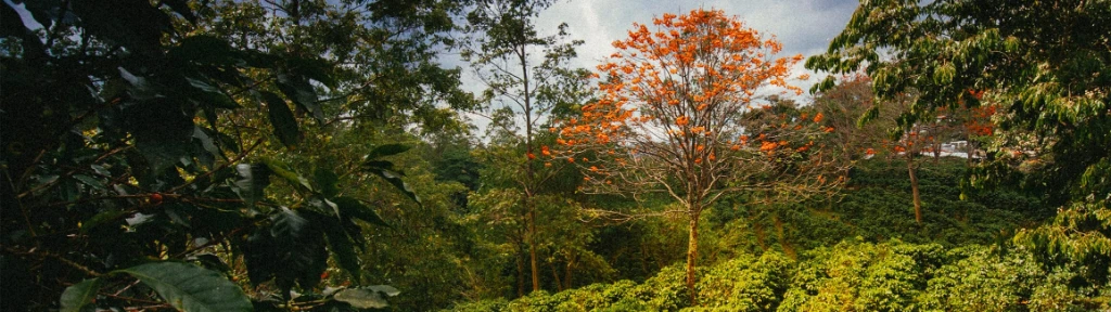 coffee-plantation