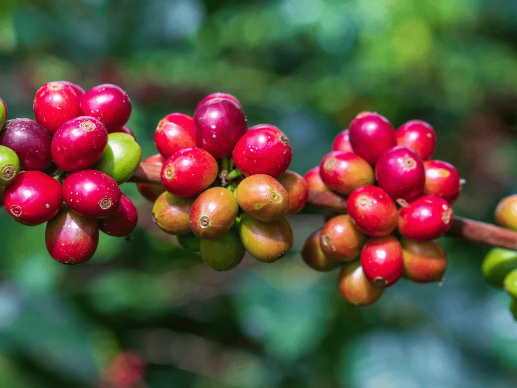 Red Coffee bean branch 2 LR.png