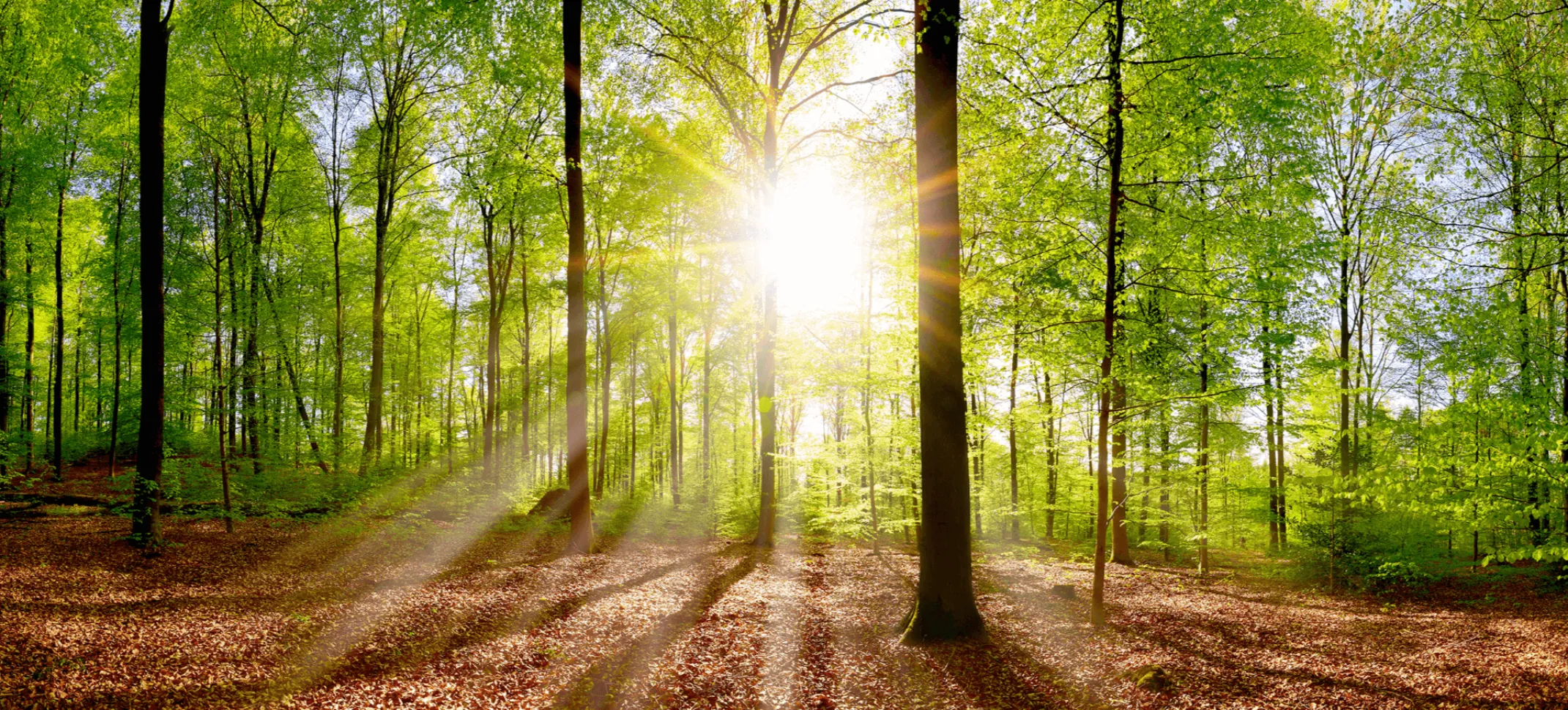 Forest LR_.png